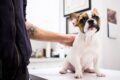 Riesgos para la salud del Bulldog Francés
