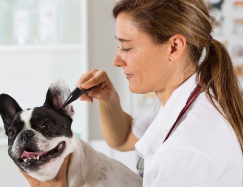 Cuidados Médicos del Bulldog Francés