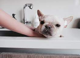 El baño del Bulldog Francés